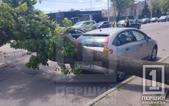 Вітер, розтрощене лобове  скло та обірвані дроти: на проспекті Миру дерево впало на легковик