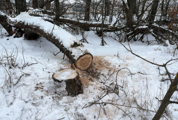 Судитимуть трьох жителів Дніпра, які  незаконно рубали ліс і завдали збитків довкіллю на майже 2 млн грн