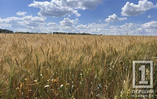 Дніпропетровщина – серед лідерів за збором врожаю: аграрії області вже намолотили майже 1,5 мільйона тонн зерна
