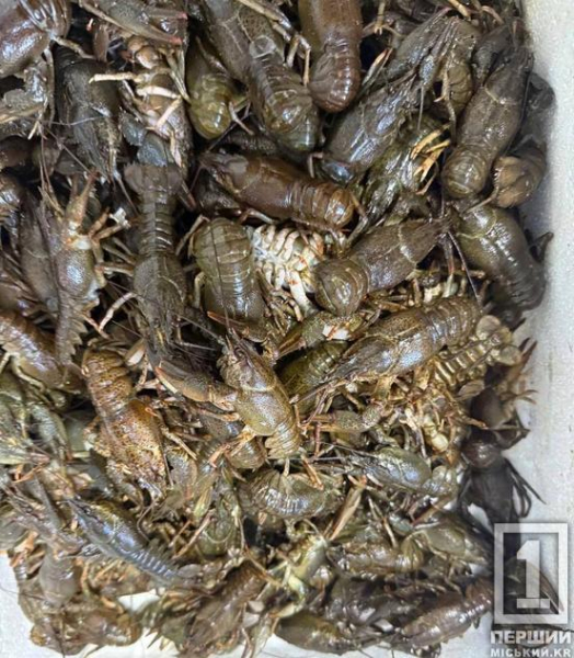 На Дніпропетровщині чоловік намагався продати 293 раків без документів