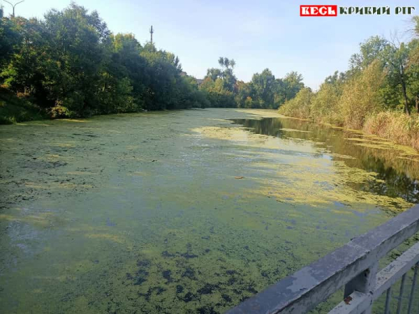 Цвіте Стара Саксагань в районі стадіону Спартак в Кривому Розі