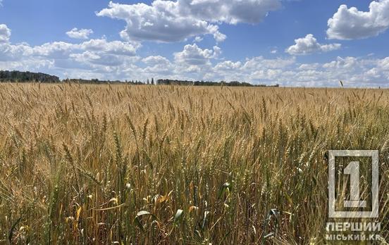 Підтримка посівної та спрощення кредитів: Кабмін спрямував додаткові 6 млрд грн для аграріїв