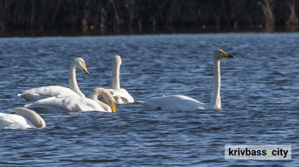 Унікальне видовище під Кривим Рогом: на водойми прилетіли рідкісні лебеді-кликуни